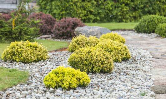 Jakie drzewa ozdobne wybrać do ogrodu? Przewodnik po najpopularniejszych gatunkach