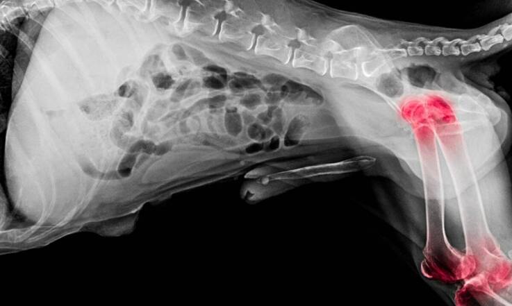 Jakie korzyści niesie ze sobą radiografia cyfrowa w diagnostyce weterynaryjnej?