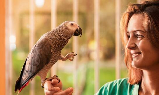 Jakie są zalety korzystania z pogotowia weterynaryjnego dla zwierząt egzotycznych?