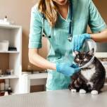 Jak środki do zamgławiania mogą wspierać działania prewencyjne w hodowli zwierząt?