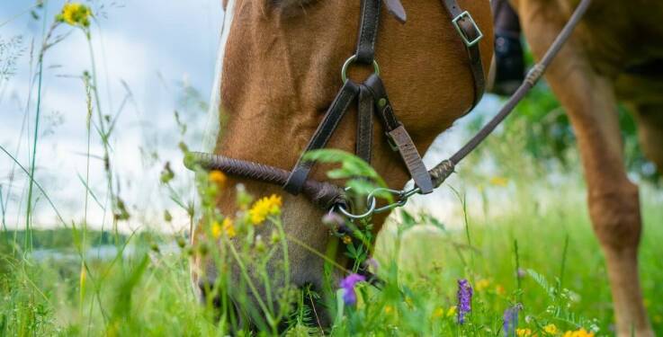 Jakie akcesoria do lonżowania warto mieć w swojej stajni?
