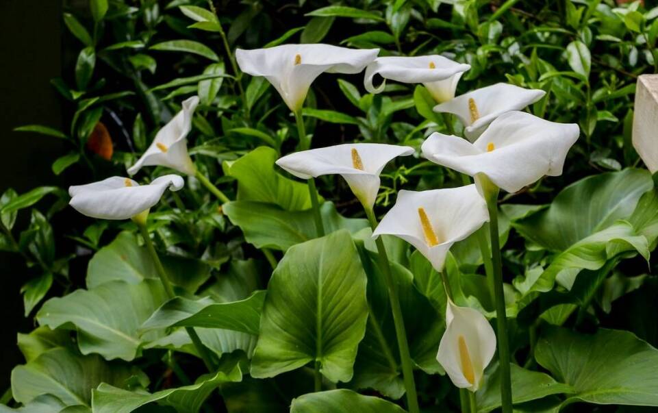 Lilia himalajska – jak ją pielęgnować, aby zachwycała przez całe lato?