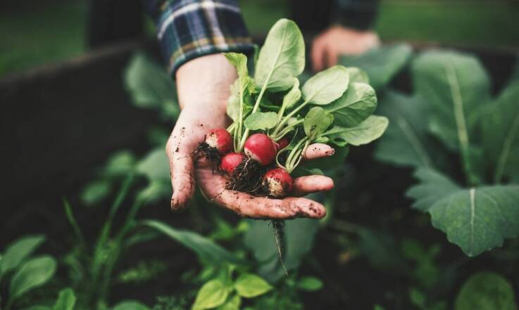 Wpływ ekologicznych upraw na jakość suszonych ziół