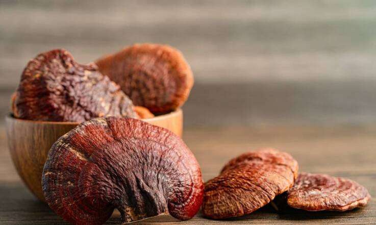 Jakie są różnice między ganodermą w proszku a ganodermą w kapsułkach?