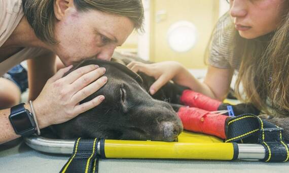 Jakie zachowania zgodnie z polskimi przepisami uznaje się za znęcanie nad zwierzętami?