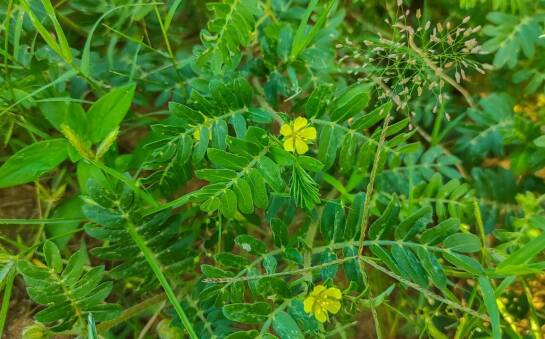 Suplementacja Tribulus terrestris – co warto wiedzieć przed rozpoczęciem?