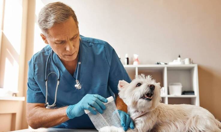 Jakie znaczenie mają regularne szczepienia dla zdrowia zwierząt domowych w Katowicach?