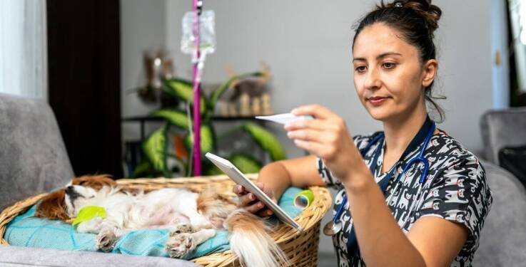 Metody leczenia i rehabilitacji dzikich zwierząt – co oferuje weterynaria we Wrocławiu?