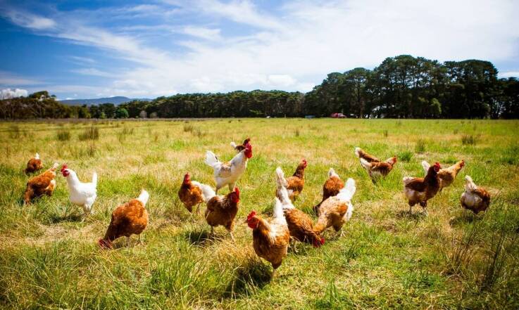Jak ekologiczne mięso drobiowe wspiera lokalne gospodarki?