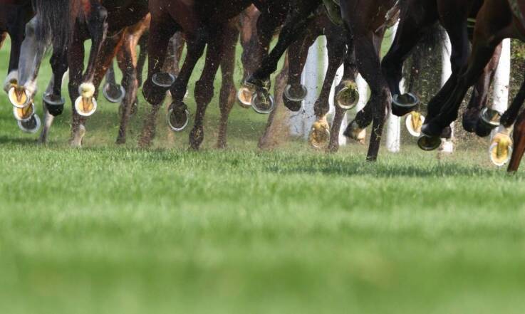Jakie korzyści płyną z profesjonalnego treningu koni na sprzedaż?