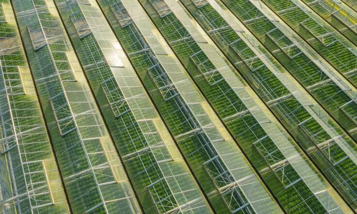 Systemy do uprawy truskawek a efektywność energetyczna – co musisz wiedzieć?