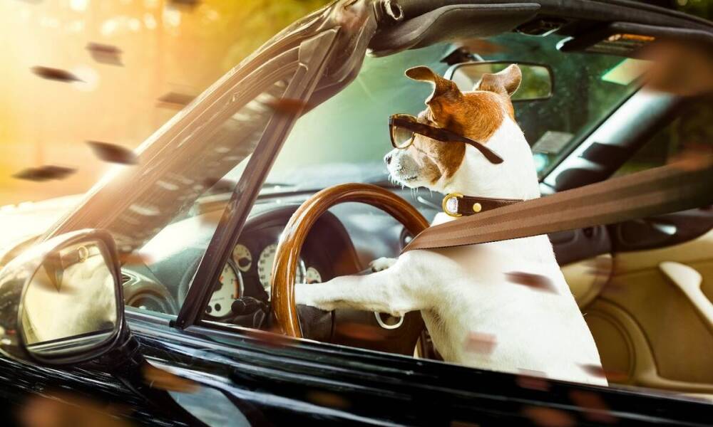 Jakie są najczęstsze błędy przy używaniu pasa dla psa w samochodzie?