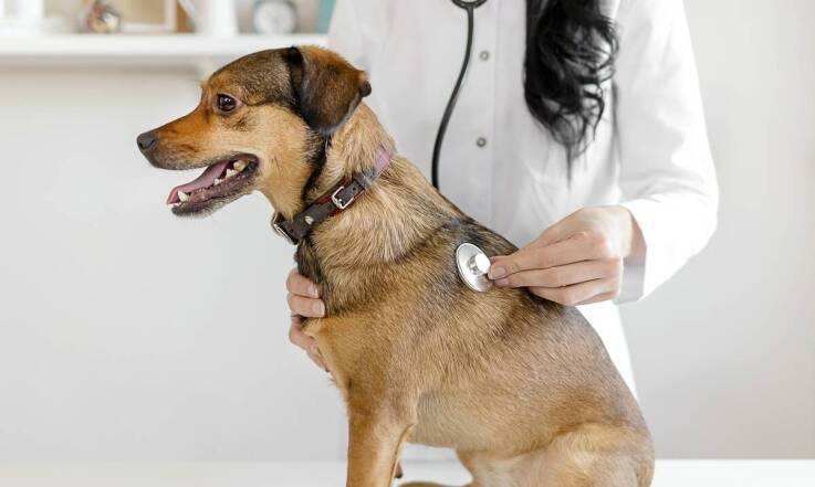 Jakie witaminy wspierają zdrowie serca psów z kardiomiopatią rozstrzeniową?