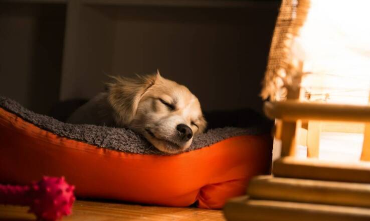 Jakie są zalety posiadania legowiska z dodatkowymi akcesoriami dla psa?