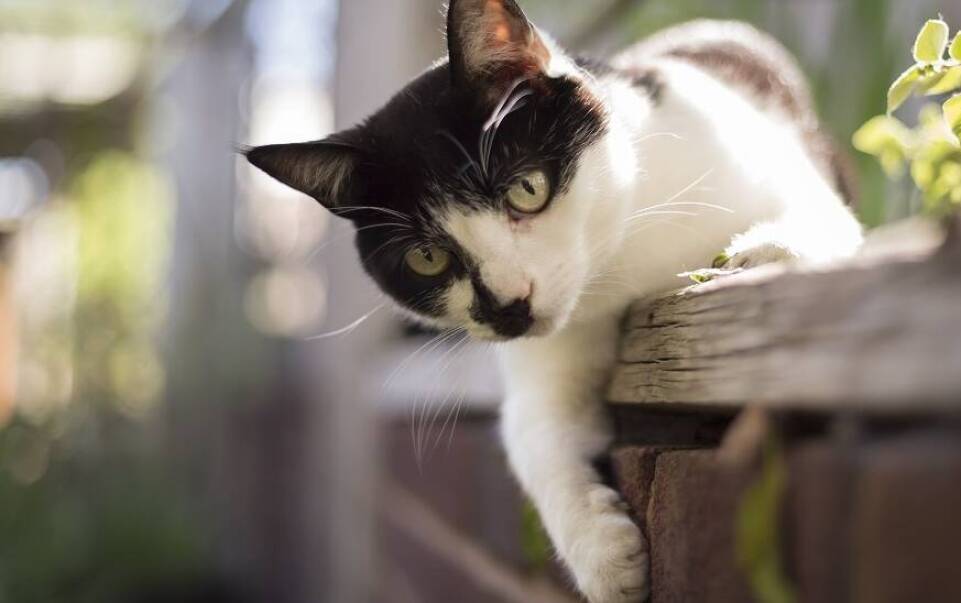 Jak bezpiecznie wprowadzić zieleń do wnętrz, w których mieszkają koty?