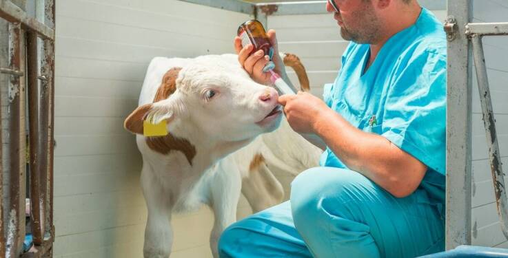 Dlaczego pojenie cieląt siarą jest kluczowe dla ich zdrowia?