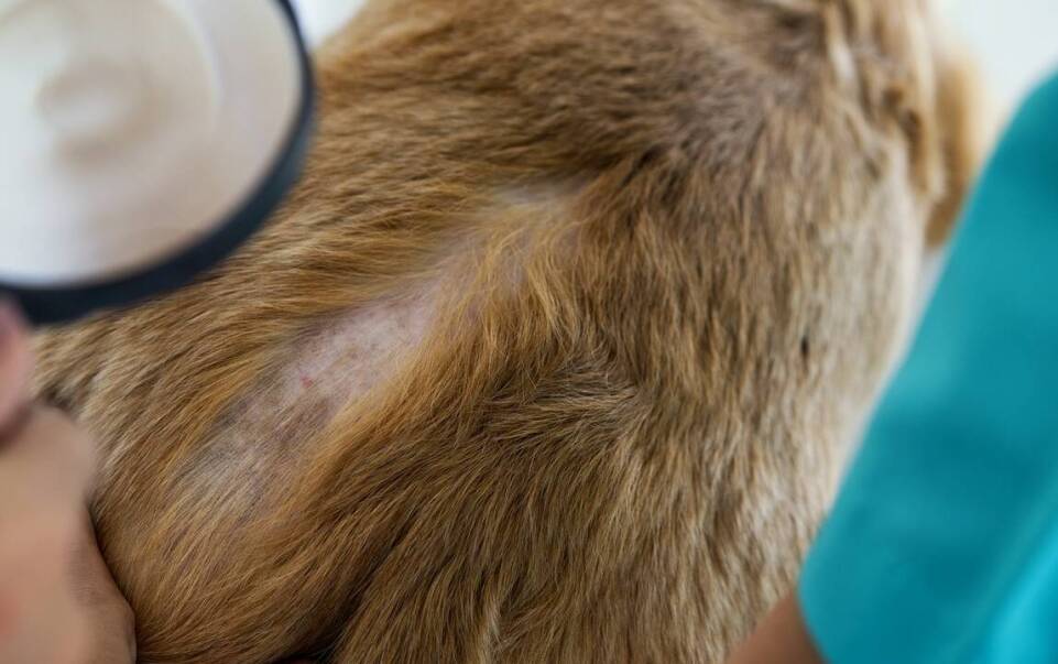 Jakie są najskuteczniejsze metody leczenia łysienia plackowatego?