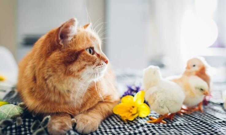 Jakie wyzwania mogą napotkać terapeuci podczas sesji felinoterapii?