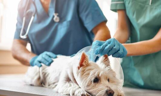 Jakie są zasady dotyczące odrobaczania zwierząt domowych?