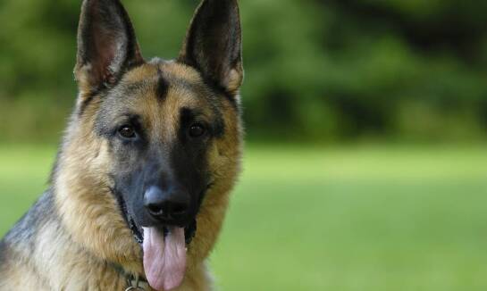 Jak skutecznie zabezpieczyć zwierzęta domowe przed kleszczami?