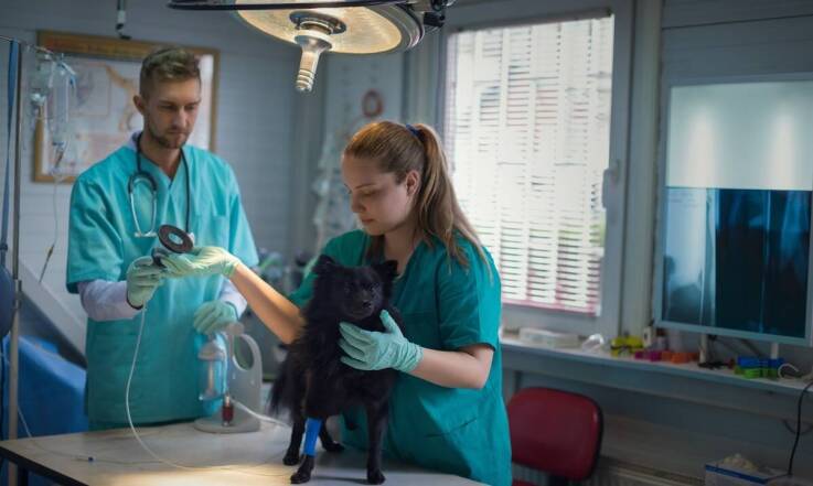 Dlaczego warto inwestować w profilaktykę zdrowotną dla swojego pupila?