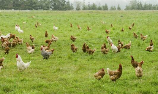 Zrównoważony rozwój w hodowli kur zblewo – jak go osiągnąć?