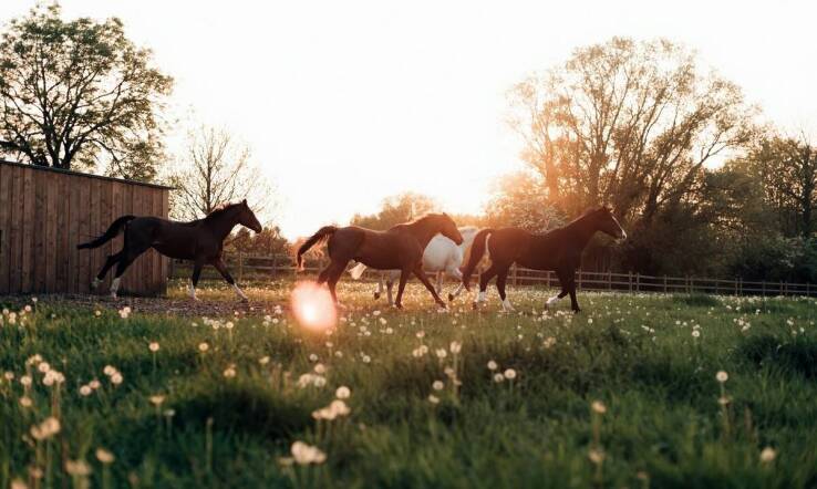 Czym charakteryzuje się idealny pensjonat dla koni?