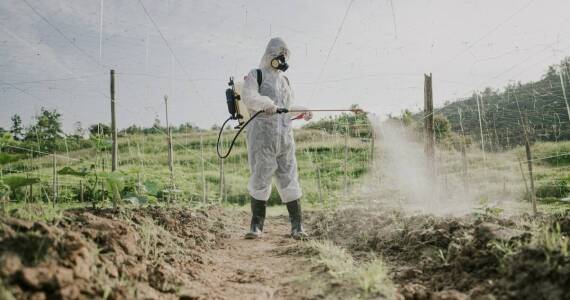 Wpływ klimatu na skuteczność dezynsekcji bełchatowskiej – co warto wiedzieć?