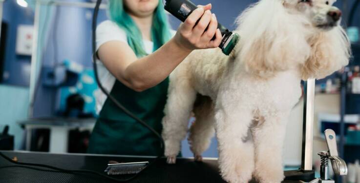 Porady dotyczące przygotowania dużego psa do pobytu w hotelu