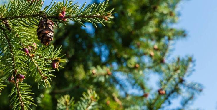 Na co zwracać uwagę przy kupowaniu jodły kaukaskiej?