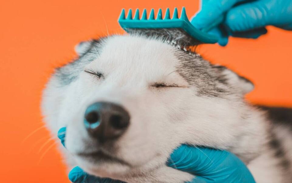 Czy płyn do czyszczenia uszu może zapobiegać infekcjom u psów?