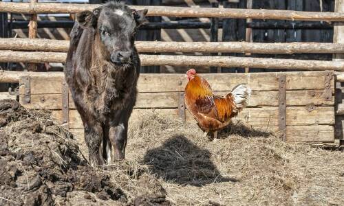 Najczęstsze błędy przy wyborze derek dla młodych bydła