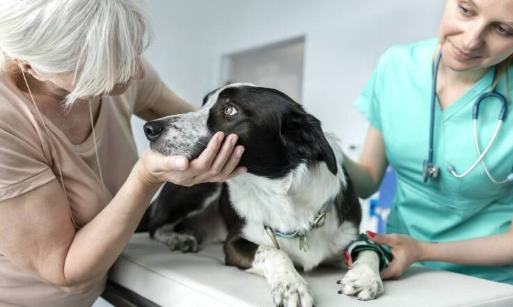 Zrozumienie chorób oczu u zwierząt – objawy i leczenie