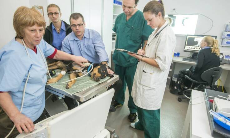 Diagnostyka ultrasonograficzna w Weterynarzu Konstancin Jeziorna – jak pomaga w leczeniu zwierząt?