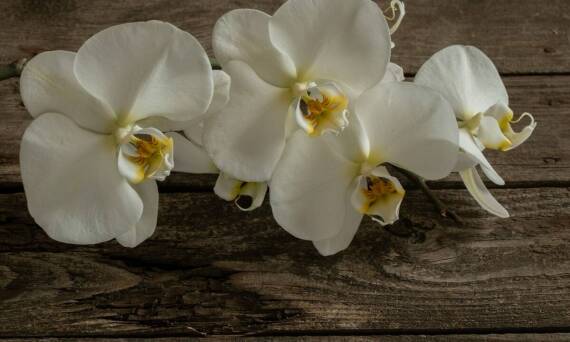 Wpływ jakości ziemi do storczyków na długość okresu kwitnienia