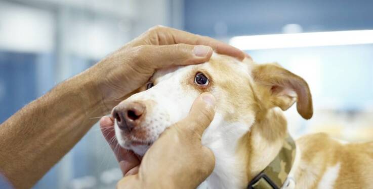 Weterynarz Ławica - kompleksowa opieka nad starszymi zwierzętami