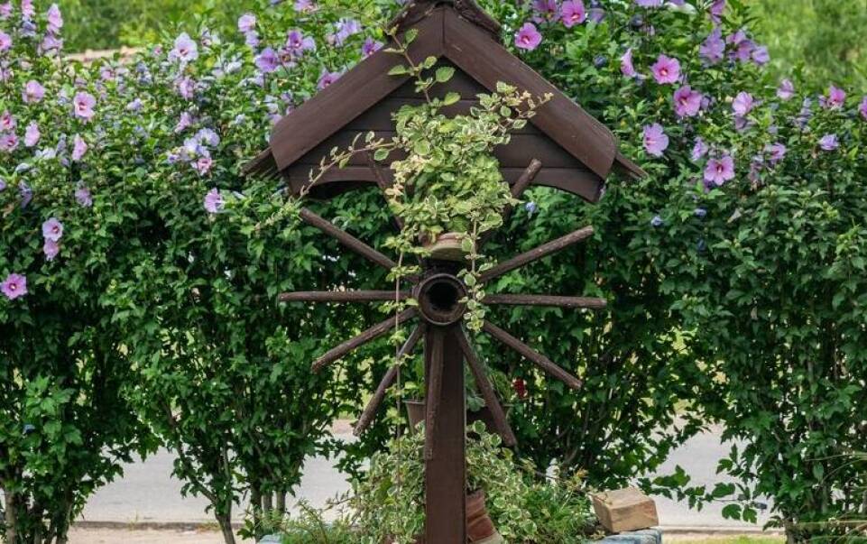 Jak uprawiać hibiskus ogrodowy, aby cieszyć się jego pięknem?