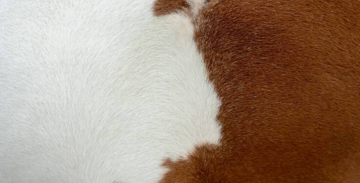 Jakie akcesoria mogą wspomóc proces dopasowywania siodła do konia?