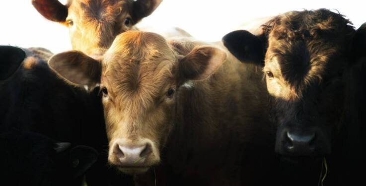 Jakie są najważniejsze kryteria wyboru cielaka mięsnego dla początkujących hodowców?