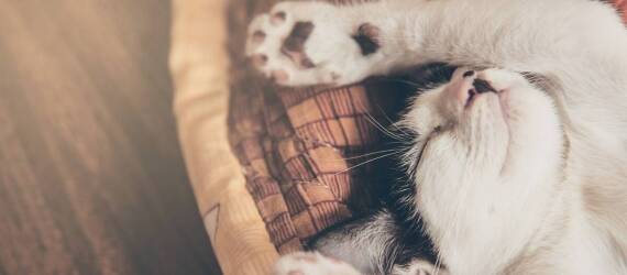 Transport kotów do hotelu dla zwierząt Michałowice: komfort i bezpieczeństwo podróży