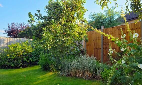 Sadzonki lipy – jakie mają zastosowanie w architekturze krajobrazu?