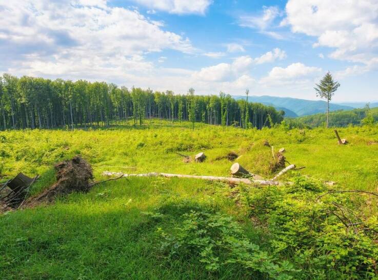 Jakie są etapy procesu wycinki drzew przez profesjonalną firmę?