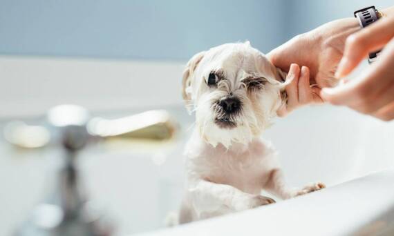 Dlaczego regularne stosowanie preparatów do czyszczenia uszu jest ważne dla psów o wrażliwej skórze?