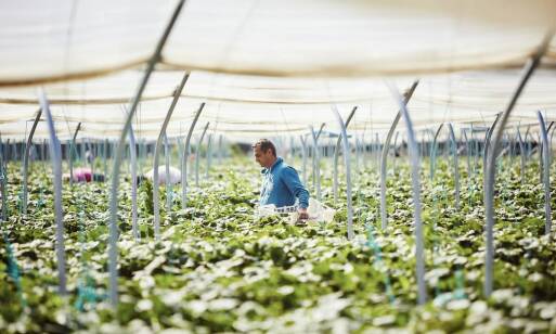 Jak skutecznie chronić uprawy rolne przed dzikimi ptakami?