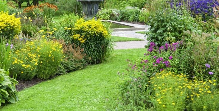 Jakie rośliny towarzyszące wybrać dla dzwonka dalmatyńskiego?