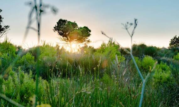 Rekultywacja terenów – klucz do równowagi ekologicznej