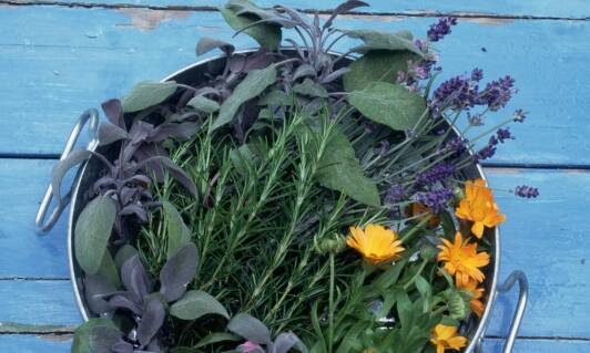 Znaczenie ziół w diecie młodych koni – co warto wiedzieć?