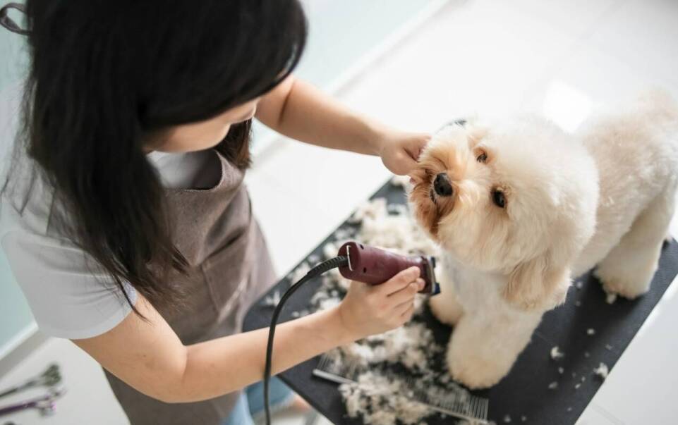 Profesjonalne szkolenia groomerskie – co oferuje groomer bielsko?