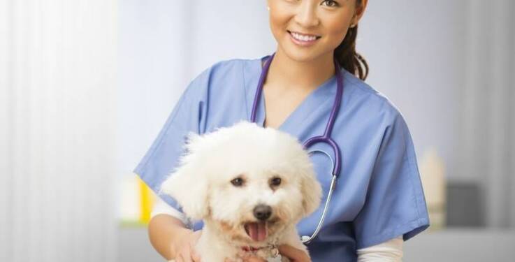 Jakie są zalety korzystania z całodobowego pogotowia weterynaryjnego?