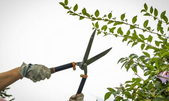 Jakie są najważniejsze różnice w pielęgnacji jeżyny wielkoowocowej w porównaniu do innych odmian?